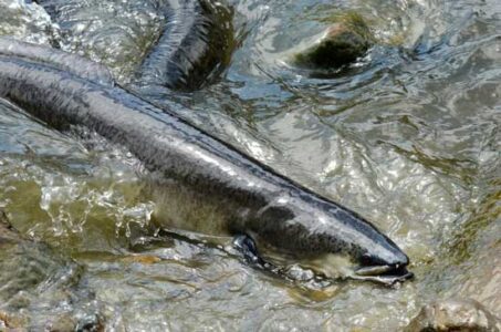 Hunting Glass Eels in Normandy